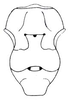 Atractomorpha acutipennis acutipennis (Guérin-Méneville, 1844): Fig. 29.5. male, meso- and metasternum. (Otu).