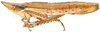Habitus, lateral view: Drakensbergena deorsuspina, laterally (INHS). (Observation).