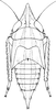 Nymph on Platymetopius (Platymetopius) major (Kirschbaum, 1868): (Observation).