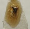 CollectionObject 1535163; 66b24531-7176-4f7f-a66e-a7311711e459: male titillator (holotype). (CollectionObject).