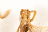 CollectionObject 1531231; 13b3a7ff-4e15-4dad-ac61-d772052170fc: male, dorsal view (holotype). (CollectionObject).