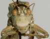 CollectionObject 1527080; 322004fe-a496-4d3c-8232-144f637f86e3: male, frontal view (holotype). (CollectionObject).