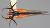 Habitus, dorsal view: !! display not done !! on Umbelligerus peruviensis Deitz, 1975: (Observation).