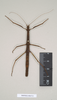 CollectionObject 1561332; NHMUK(SF IMPORT DUPLICATE) 844713-844715, 7a4c8842-d831-4e7f-b33f-6940b9e3ba0c: copyright Natural History Museum, London. female (syntype). (CollectionObject).