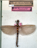 CollectionObject 1560991; NMW 227, 7fa38c3f-f13b-4740-bc05-bac1a831a840: copyright NMW, Vienna. female (holotype). (CollectionObject).