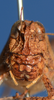 CollectionObject 1506409; 2c6327dd-dfa1-4f0d-8e52-4cdae62a934a: female, frontal view (syntype). (CollectionObject).