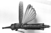 CollectionObject 1571896; c5224276-374d-4274-a00f-caa2e17fc112: male, dorsal view. (CollectionObject).