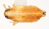 Habitus, dorsal view: !! display not done !! on Muellerianella laminalis (Van Duzee, 1897): (Observation).