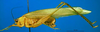 CollectionObject 1502641; 8178f02f-6152-4470-b090-265cc102d1c1, DORSA BTcatgutF2: female, lateral view. (CollectionObject).