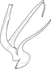 Aedeagus, lateral view on Anufrievia zelta Dworakowska, 1977: Aedeagus, lateral view. (Observation).