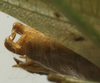 CollectionObject 1538890; 237a5ecb-9a9d-4725-9686-4905309c5e33: male cerci (lectotype). (CollectionObject).