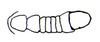 Batrachidacris rubridens (Uvarov, 1929): Fig. 6. right antenna of nymph. (Otu).