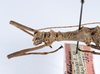 CollectionObject 1558666; 56f6a763-d046-4fd6-b598-5cfc25e7c147: copyright ANSP. male: head & thorax, lateral view (holotype). (CollectionObject).