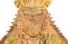 CollectionObject 1586482; 92dd25be-86b6-4562-9d3b-7f8bfd4968b9: copyright IMQC. female: head & thorax, dorsal view (holotype). (CollectionObject).