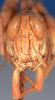 CollectionObject 1582279; ef6fc225-f244-4cc3-a434-e66a6e56e07c: female, frontal view (syntype of Caloptenopsis crassiusculus). (CollectionObject).