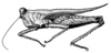 Tumbrinckitettix impennis (Günther, 1939): Fig. 131. female, lateral view (pronotum length 11.3 mm, hind femur 6.8 mm). (Otu).