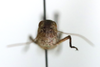 CollectionObject 1591832; bf736372-34a6-4887-a04b-ee915ac7ab66: male, frontal view (paratype). (CollectionObject).