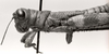 CollectionObject 1523828; e4e0a5aa-a5dd-41a4-a5ab-f29df6829051: male, lateral view (holotype). (CollectionObject).