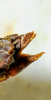 CollectionObject 1526831; ba5055e5-ad07-4767-82f5-fff6f40a7b42: female abdomen tip, lateral view (paratype). (CollectionObject).