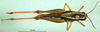 CollectionObject 1589387; c91338b3-7450-4847-882c-a2964b536cf8: female, dorsal view (paratype of Paracoptacra sjöstedti). (CollectionObject).