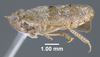 Habitus, lateral view: !! display not done !! on Pendarus (Pendarus) punctiscriptus (Van Duzee, 1892): (Observation).