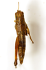 CollectionObject 1521345; c8acc163-990d-4c74-94f8-375c3b3ba700: female, dorsal view (holotype). (CollectionObject).