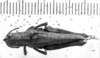 CollectionObject 1566331; b552c31b-10e9-465a-a655-8328271f0883: Image Carbonell, C.S. female, dorsal view (syntype of Caletodes alatus). (CollectionObject).