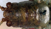 CollectionObject 1516893; 277874c4-0ce5-45ca-b2dc-c4e3dcd41c3d: female head and pronotum, dorsal view (holotype). (CollectionObject).