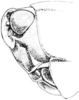 Tettigidea empedonepia Hubbell, 1937: Fig. 183. male, head, lateral view. (Otu).