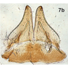Subgenital plate, ventral view on Bretega ensiverpa Stiller, 2017: Pygofer ventral appendages, ventral view. (Observation).