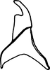 Stylus on Cumora drepana (Cheng, 1980): Stylus. (Observation).