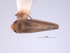 Habitus, dorsal view on Colladonus productus Nielson & Godoy, 1995: (Observation).