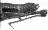 CollectionObject 1521357; 34909319-6304-49ed-87ca-5f6c9dbb7bd9: Image, Carbonell, C.S. at the British Museum, 1970. female abdomen end, lateral view (holotype or syntype of Ommatolampis peruviana). (CollectionObject).
