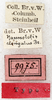 CollectionObject 1531907; NMW 9975, 8d5f4106-d4d6-48e0-b232-b7655704a795: labels (holotype). (CollectionObject).