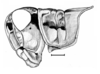 Dichroplus maculipennis (Blanchard, 1851): Fig. 5. male head and pronotum, lateral view. (Otu).