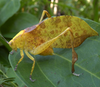 CollectionObject 1589882; 13df8896-bf4f-49af-bddb-b9c9ca774275: male (Guinea, near Banko). (CollectionObject).