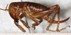 CollectionObject 1531296; c91e1f09-30d7-470c-983c-8e6929d4ea16: female, lateral view (holotype). (CollectionObject).