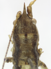 CollectionObject 1507290; b2deeb7e-4e1d-408e-90c9-2c931e9b2b1f: female head and pronotum, dorsal view (holotype). (CollectionObject).