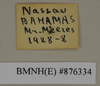 CollectionObject 1572929; 20ebf67c-17ae-430a-9a38-b925fbbd7560: Copyright Natural History Museum, London. Labels from non-type (adult male) in BM(NH). (CollectionObject).