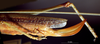 CollectionObject 1534683; 637694b0-6ecd-4387-95ac-b3ba31bb5dbf: female ovipositor (syntype). (CollectionObject).