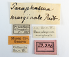 CollectionObject 1560825; NMW 175''''', 8eb1b982-0a25-469d-b520-71ddac92697b: copyright NHMW, Vienna. male, data labels of Paraphasma marginale (paralectotype). (CollectionObject).