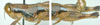 Melanoplus rotundipennis (Scudder, 1878): male. (Otu).