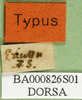 labels (holotype of Asiotmethis turritus armeniacus). Depicts CollectionObject 1501157; 4cfadcf8-0bd1-46ea-95f6-dbbfa692e7f4, a CollectionObject.