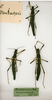 CollectionObject 1562313; 54000610-5a69-460e-99ce-71bbd169ab72: copyright MRSN, Torino. female (lectotype / paralectotypes). (CollectionObject).