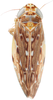 Habitus, dorsal view: !! display not done !! on Loreta (Loreta) ornaticeps Linnavuori, 1959: Habitus, dorsal view (after Duan et al., 2017). (Observation).