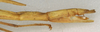 CollectionObject 1559974; NMW 1030, 125b9c93-d5c5-4603-938a-1c1bf2bfaa16: copyright NMW, Vienna. female: end of abdomen, lateral view (lectotype). (CollectionObject).