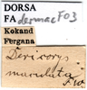 CollectionObject 1505442; 70d67a51-293d-48c0-80ab-4035564966b3: labels (Dericorys maculata). (CollectionObject).