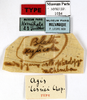 CollectionObject 1587162; MNHN(SF IMPORT DUPLICATE) MNHN-EP-EP1034, 1b5f8f7c-70ec-430f-b5b1-a7a42b07de76: CC BY-NC-ND 4.0/MNHN - Depraetere Marion - 2014. Holotype, female, of lesnei Chopard, 1952. Specimen number: MNHN-EP-EP1034. http://coldb.mnhn.fr/catalognumber/mnhn/ep/ep1034. (CollectionObject).