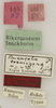 labels (holotype). Depicts CollectionObject 1529754; e4ce7714-bd75-4246-8cb9-7600b9b091e0, a CollectionObject.
