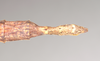 CollectionObject 1562008; 97692831-18a5-4ddc-b2db-6d36049eae30: copyright Natural History Museum, London. female: end of abdomen, dorsal view of Necroscia erechtheus (syntype). (CollectionObject).;CollectionObject 1562009; 53412c23-1e79-4263-a0de-477be4c94e88: copyright Natural History Museum, London. female: end of abdomen, dorsal view of Necroscia erechtheus (syntype). (CollectionObject).